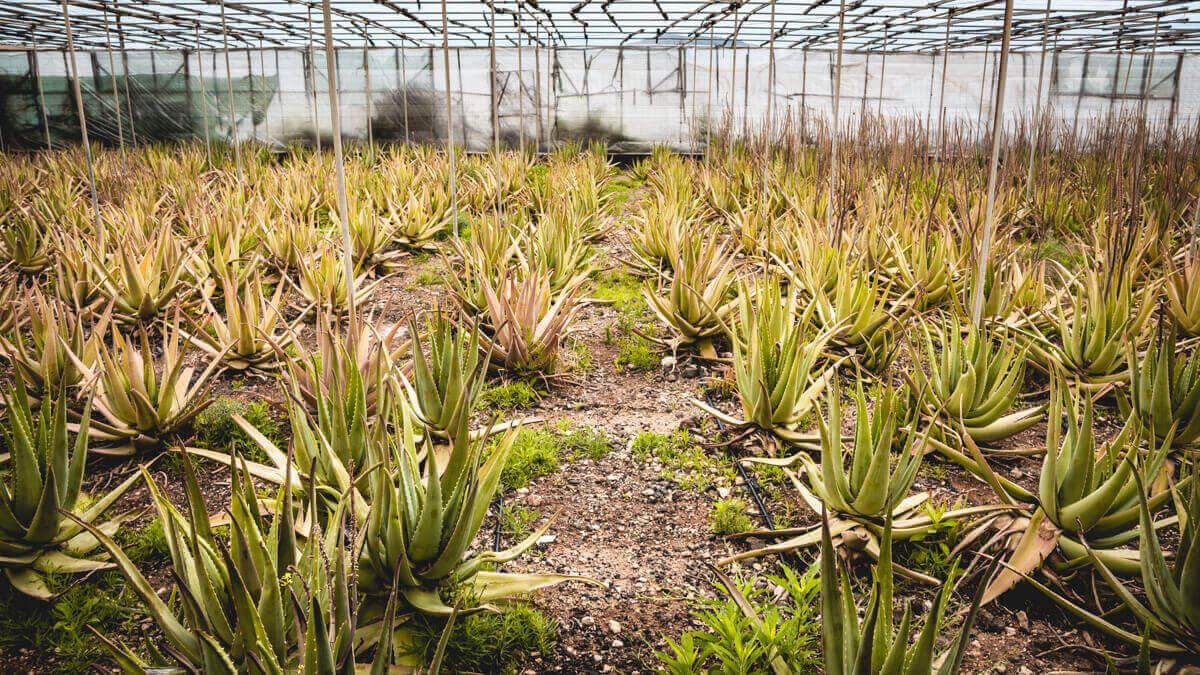 Finca Canarias Las Palmas Gran Canaria Wild Spot