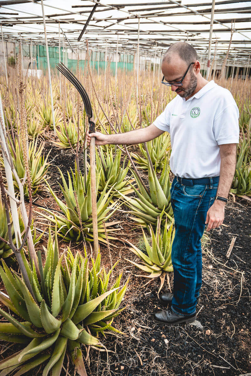 Finca Canarias Las Palmas Gran Canaria Wild Spot