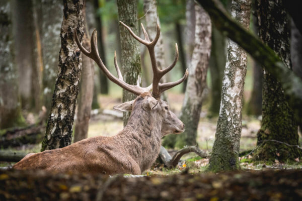 Rencontre sauvage  le brâme du Cerf en Forêt de Rambouillet