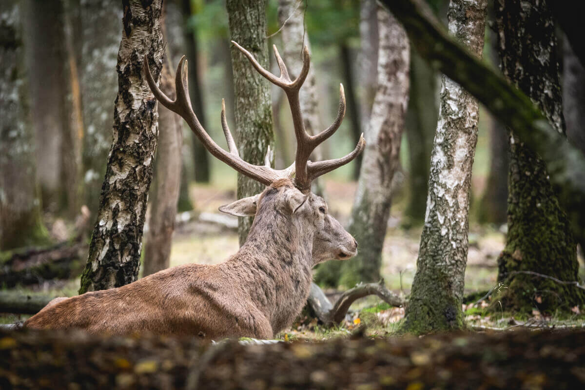 Brame du Cerf en Foret de Rambouillet automne Wild Spot