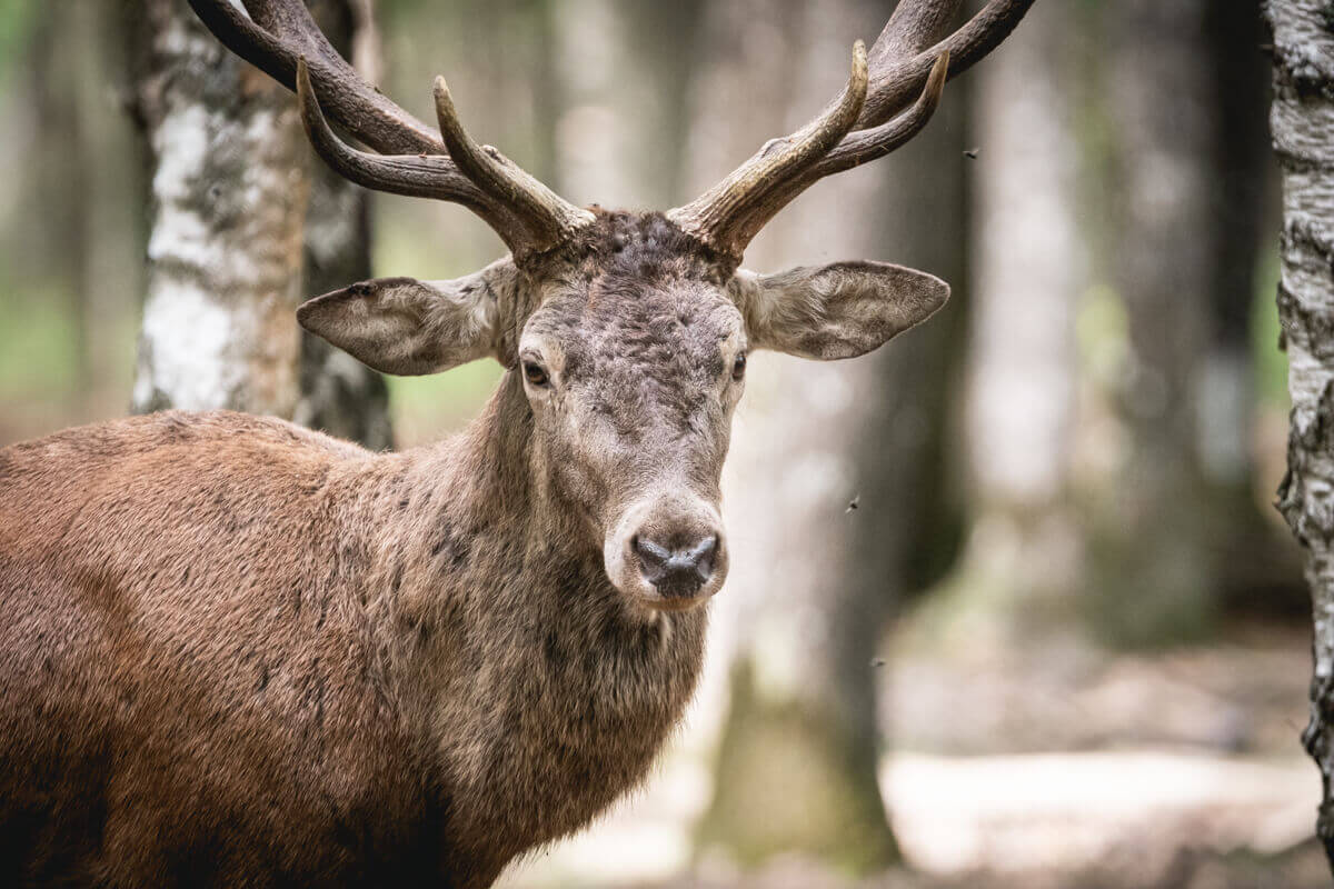 Brame du Cerf en Foret de Rambouillet automne Wild Spot