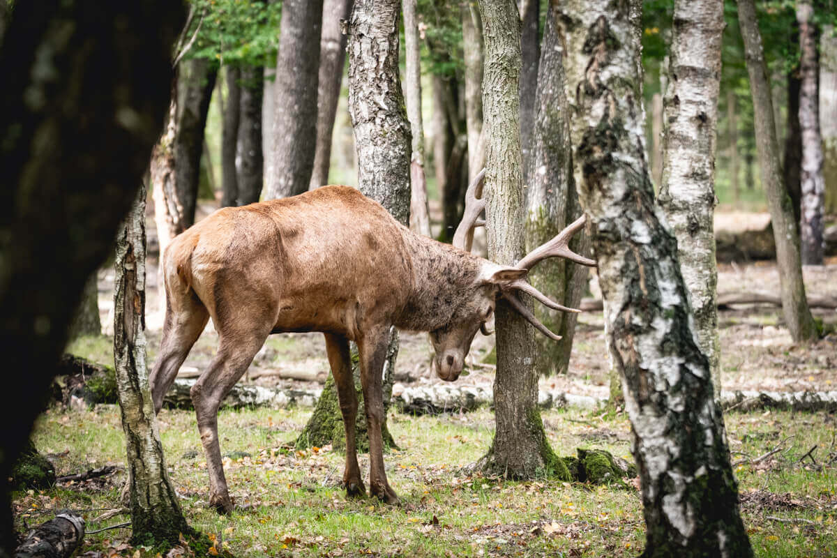 Brame du Cerf en Foret de Rambouillet automne Wild Spot