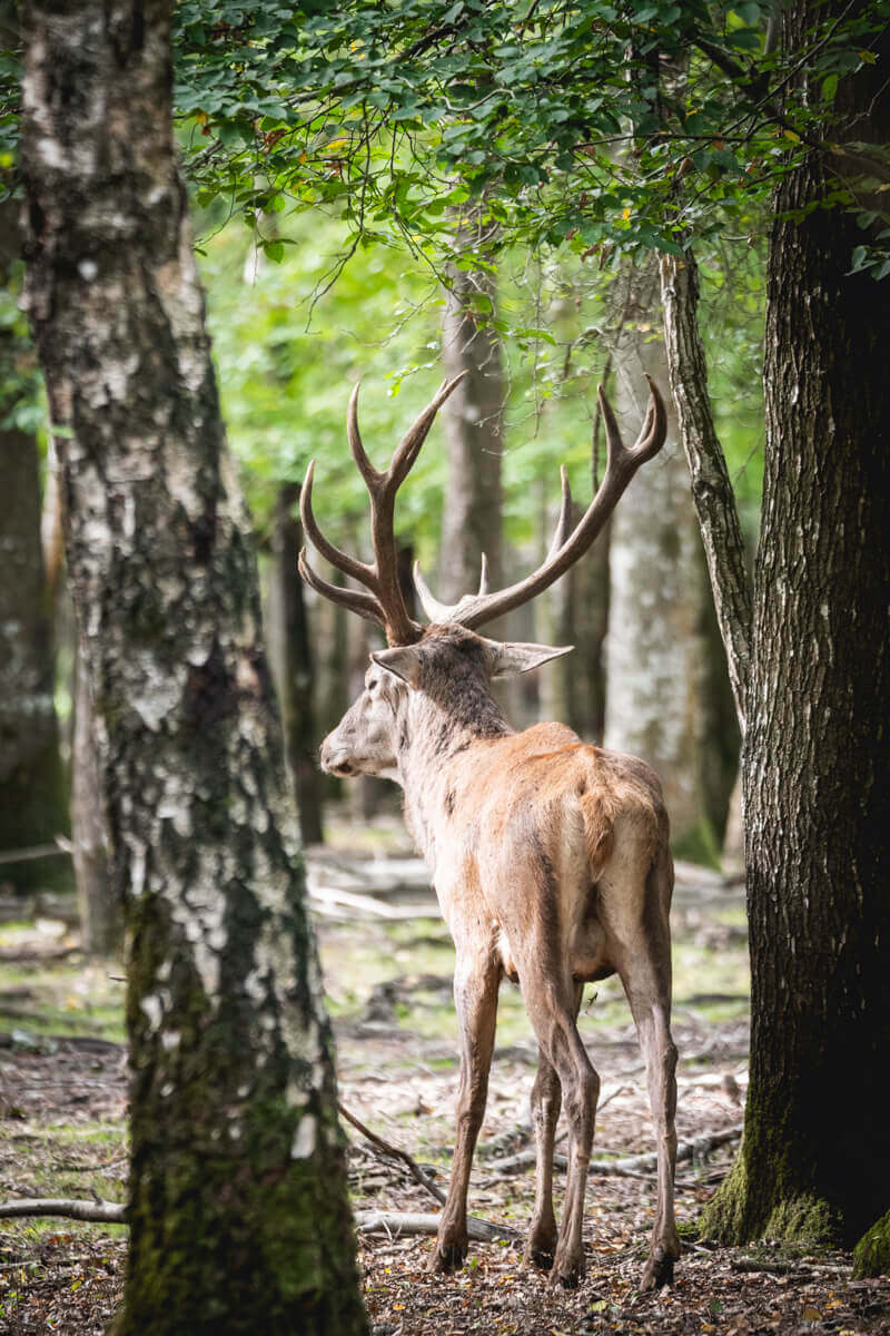 Brame du Cerf en Foret de Rambouillet automne Wild Spot