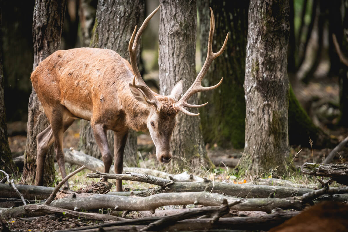 Brame du Cerf en Foret de Rambouillet automne Wild Spot