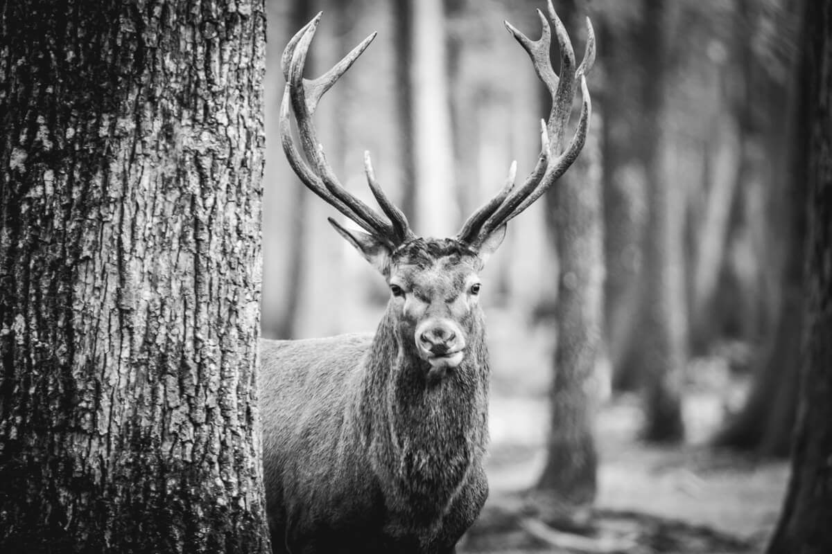 Brame du Cerf en Foret de Rambouillet automne Wild Spot