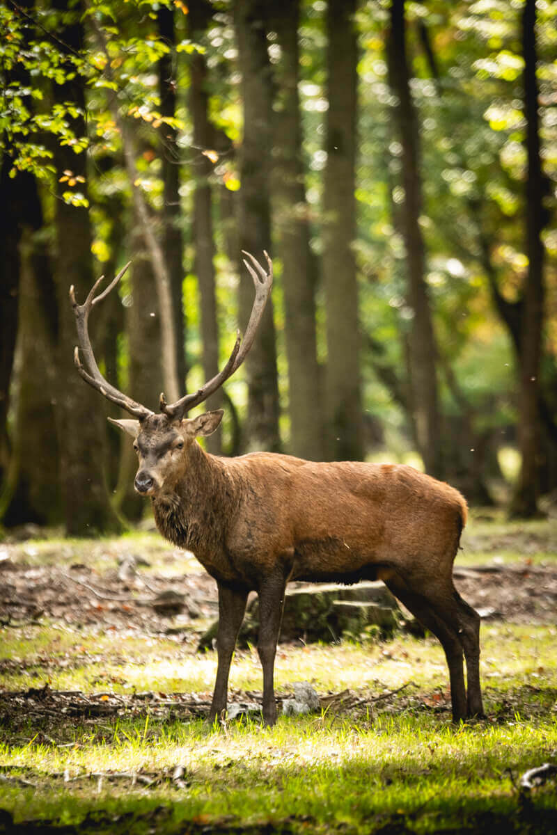 Brame du Cerf en Foret de Rambouillet automne Wild Spot