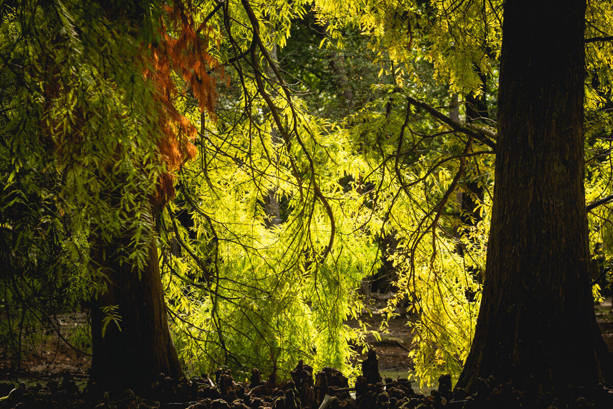 Brame du Cerf en Foret de Rambouillet automne Wild Spot