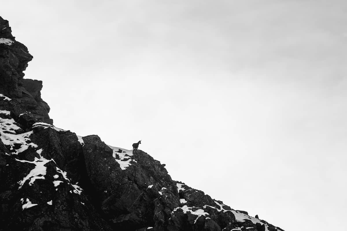 Chamois Randonnée Lac Long Vallée Clarée Hautes Alpes Névache Wild Spot photographie aventure spot trip photo