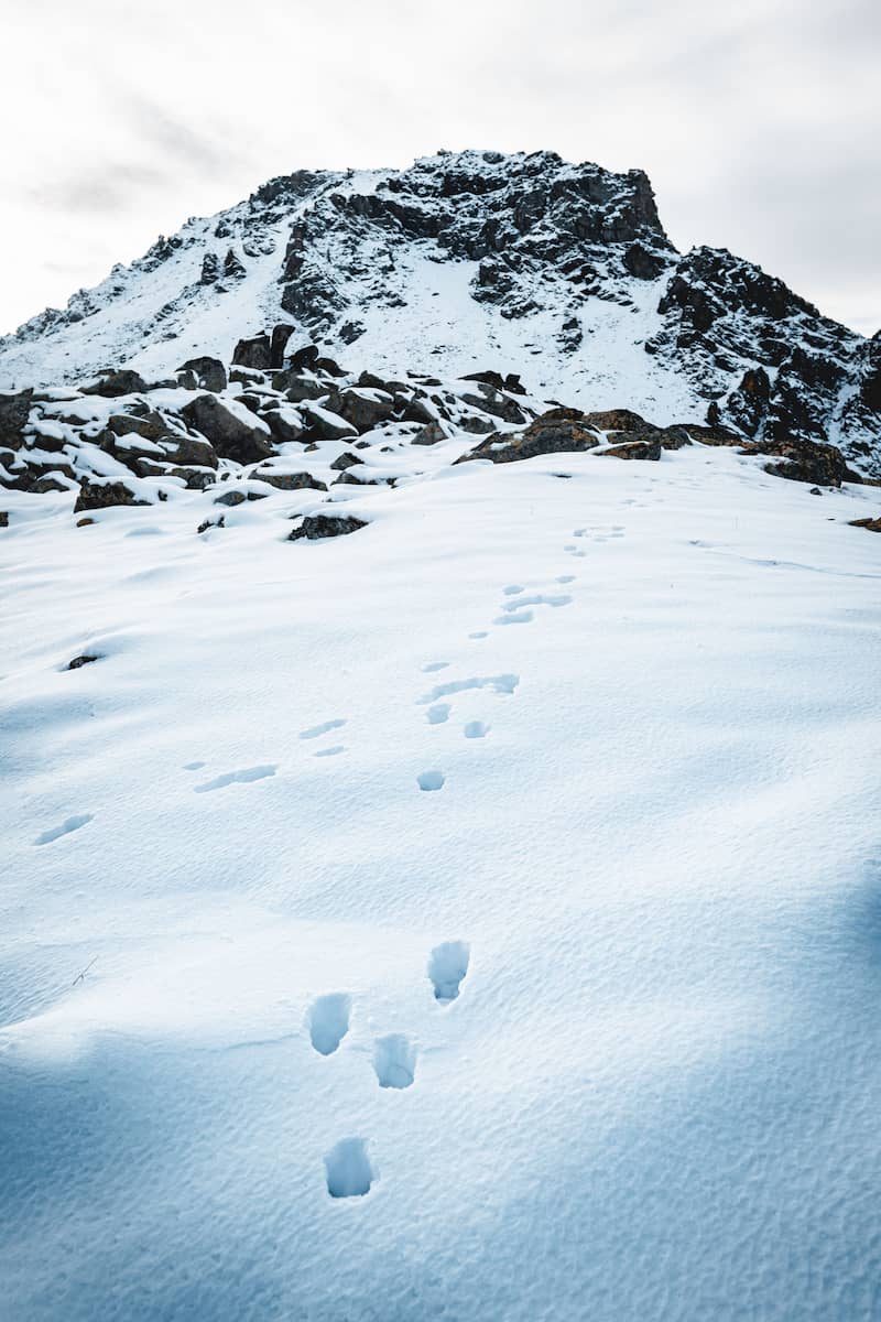 Chamois Randonnée Lac Long Vallée Clarée Hautes Alpes Névache Wild Spot photographie aventure spot trip photo