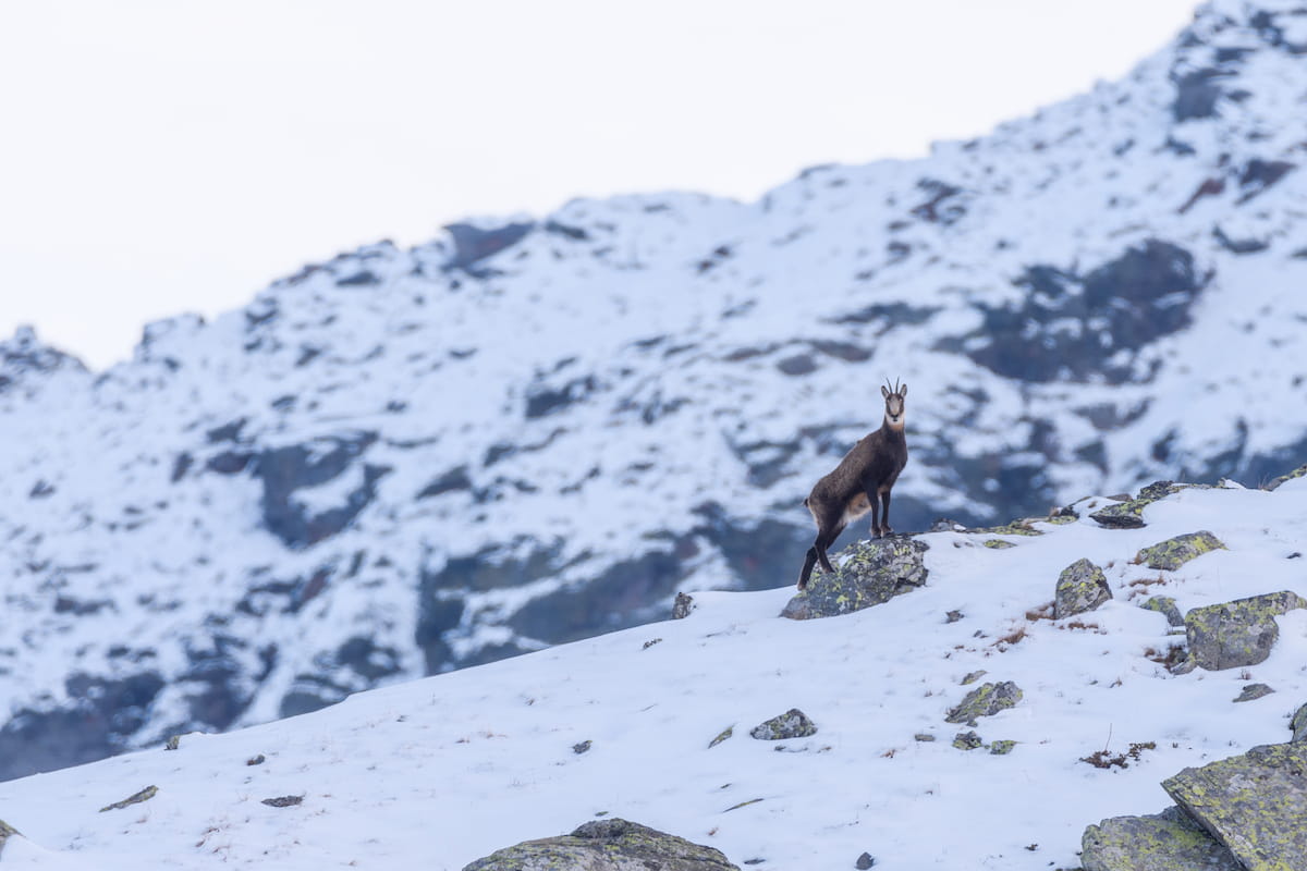 Chamois Randonnée Lac Long Vallée Clarée Hautes Alpes Névache Wild Spot photographie aventure spot trip photo