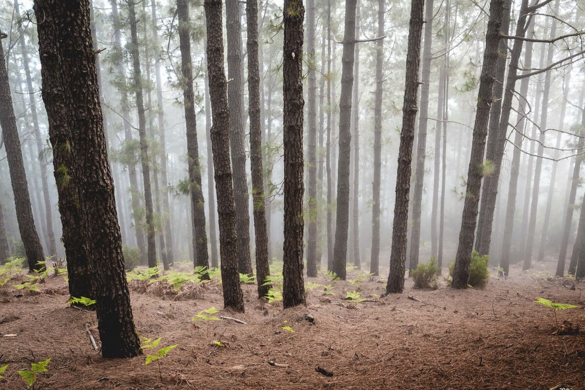 photo mer de nuages randonnée sommet volcan Pico Birigoyo île La Palma Canaries Espagne Wild Spot