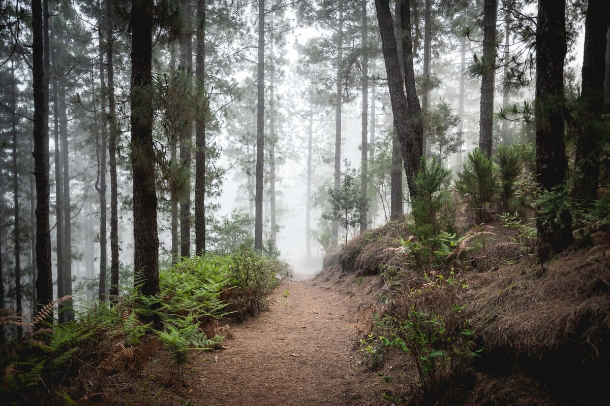 photo mer de nuages randonnée sommet volcan Pico Birigoyo île La Palma Canaries Espagne Wild Spot